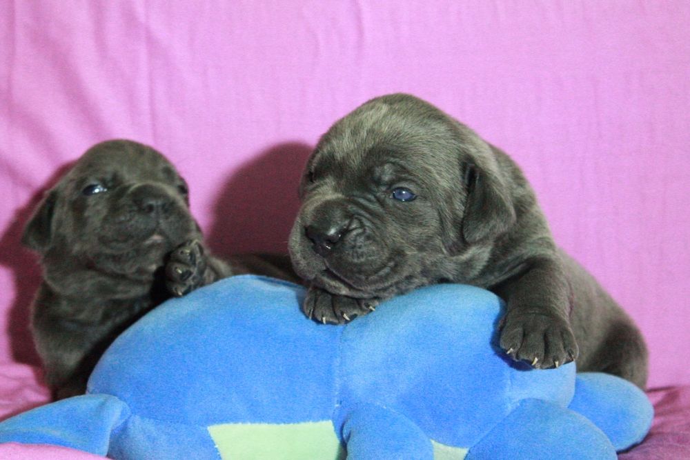 Щенки кане корсо