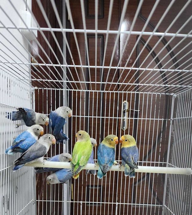 Nerazluchka Lutina Maska. Неразлучка попугай. Цена от 80 до 200 тис.