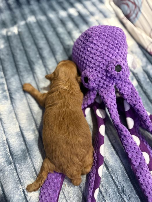 Продается девочка мини той пудель