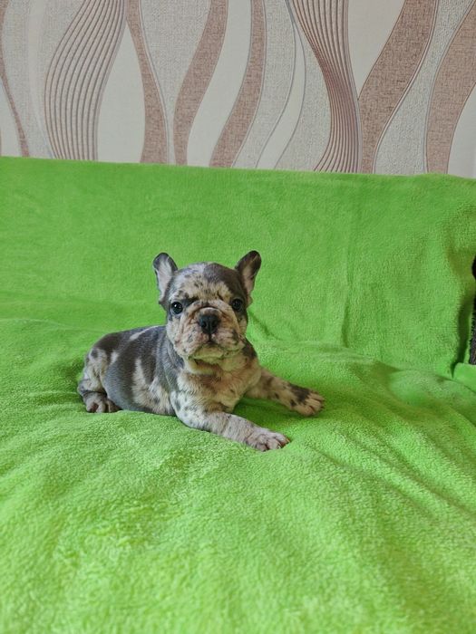 Предлагаю щенков Французский бульдок