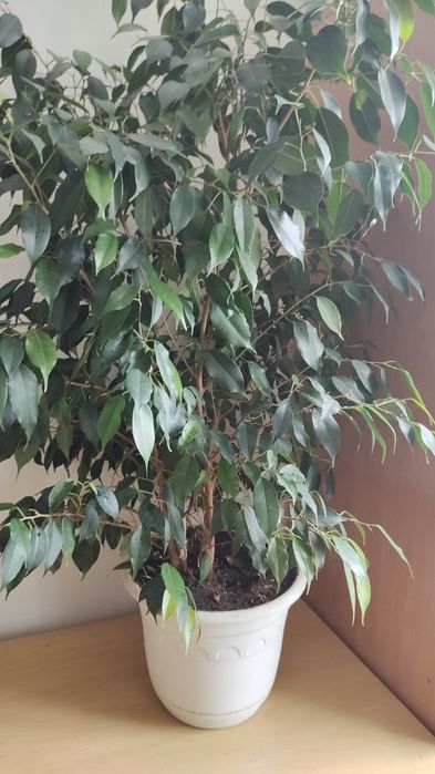 Фикус Бенджамина 8 000т.