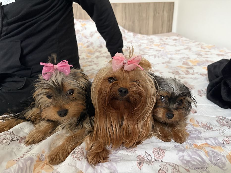 Йоркширски териери