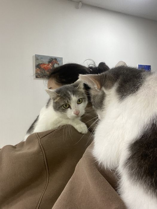 Отдаем кота