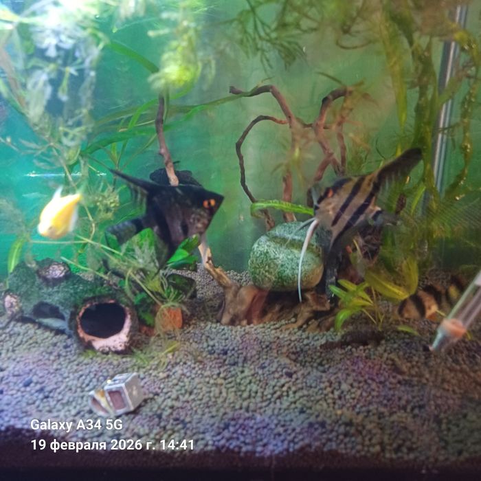 Продам аквариум с рыбками