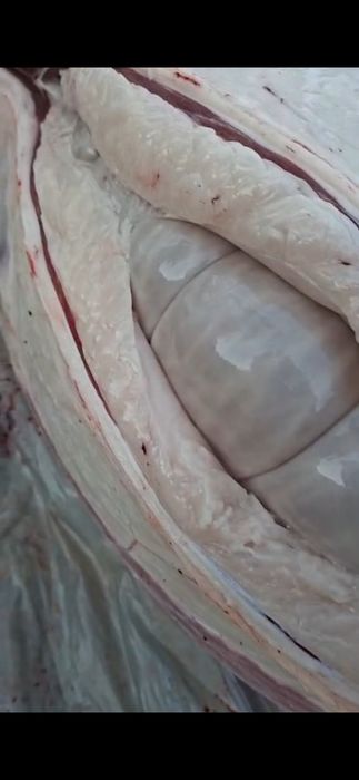 Дайын 2 жілік согым 2850 кун сайын