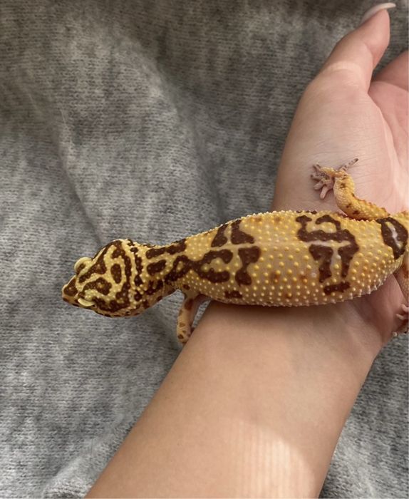 Продам эублефара с террариумом