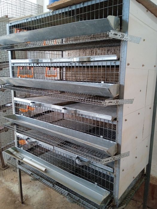 Bedana qafas. Temirdan yasalgan.