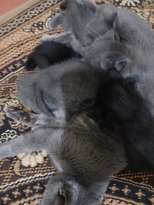 Котята серые 3 черное 2