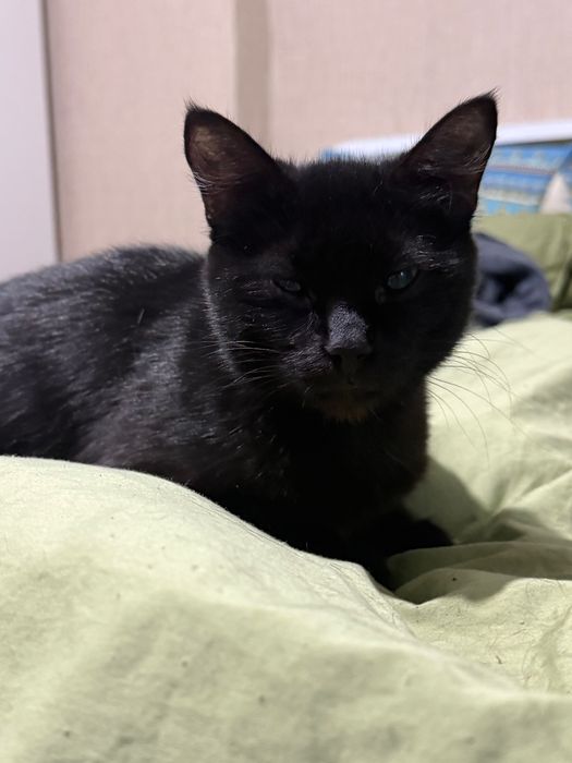 Отдаю кошку в добрые руки