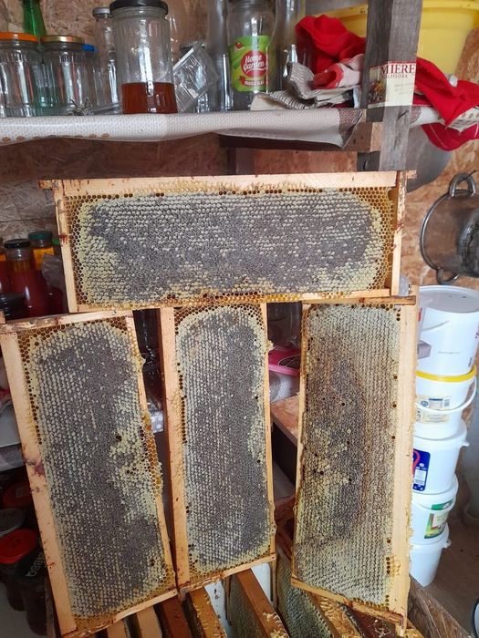 Vand 50 famili de albine