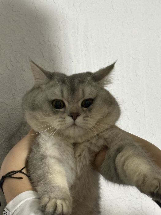 Britanskiy arzonga toza zotli mushu