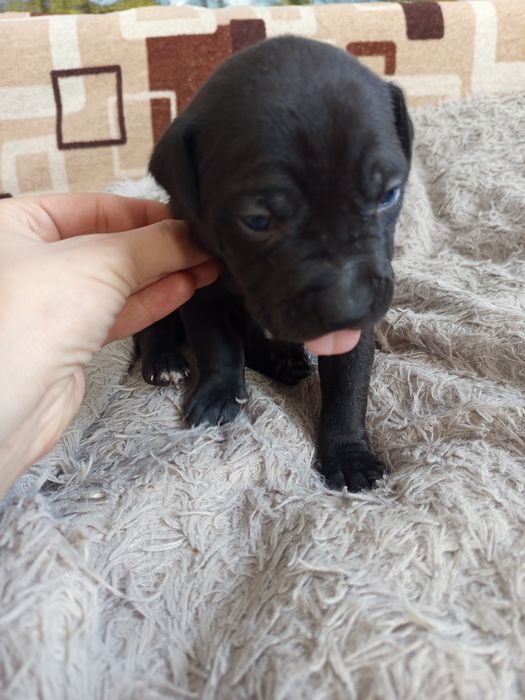 Продам Щенков питбули