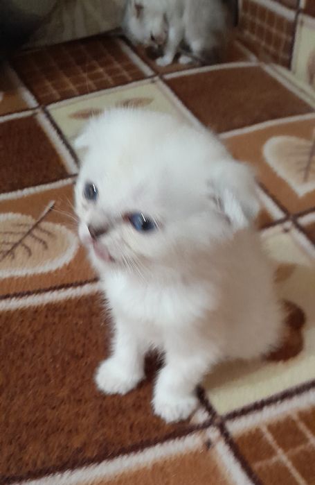 Шотландские котята