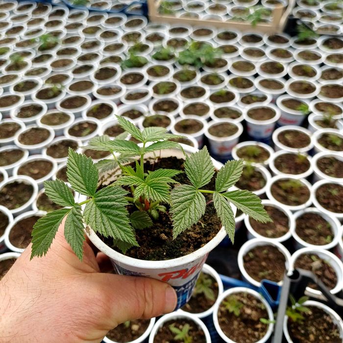 Продавам Разсад- малини