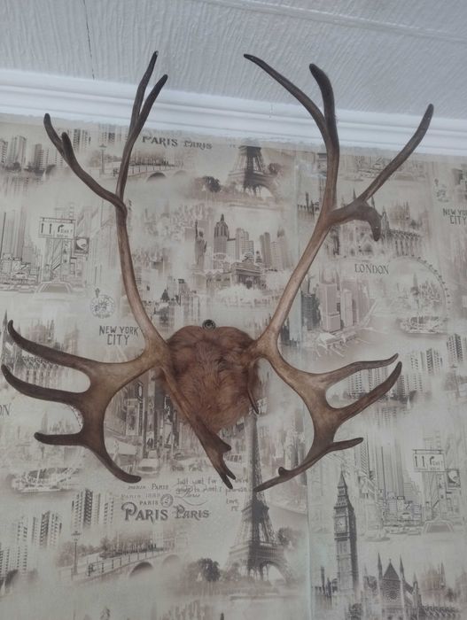 Trofeu coarne de cerb de vânzare preț 250 lei !