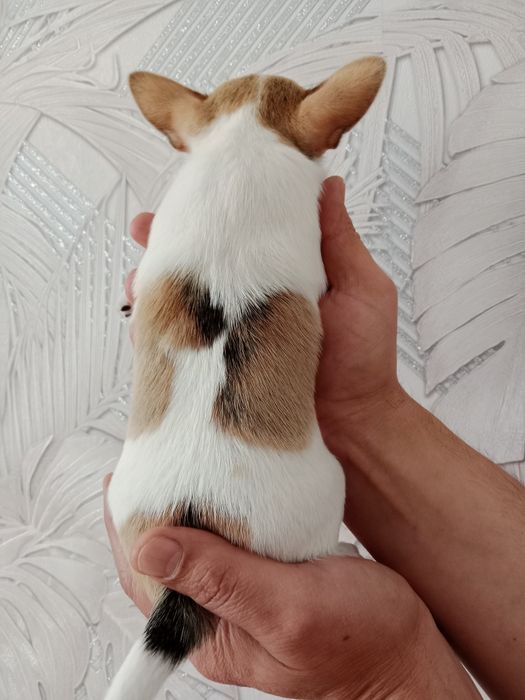 Щенок Чихуахуа -девочки.