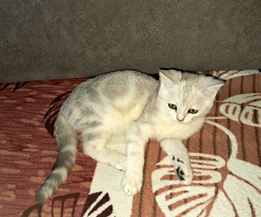 Шотландский котёнок. Темиртау.