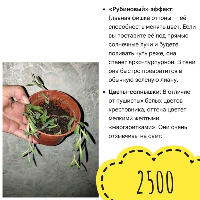 Цветы  комнатные