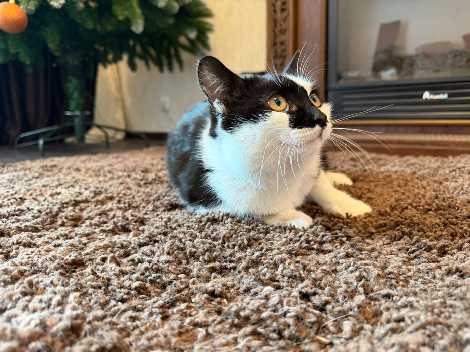 Отдаю в хорошие руки