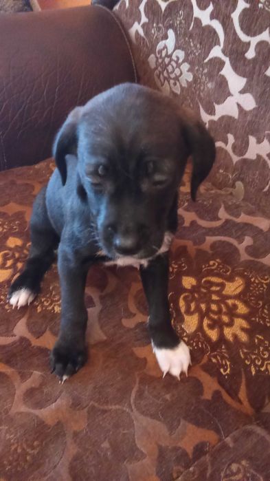 Подарявам кученца