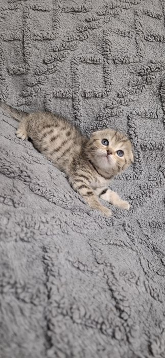 Шотландские котята мальчики и девочки
