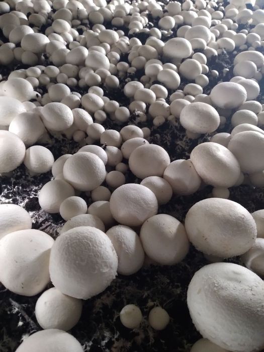 Шампиньоны - Климат контроль