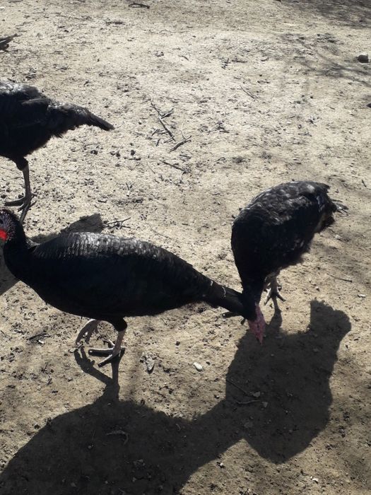 Индюки самец самки