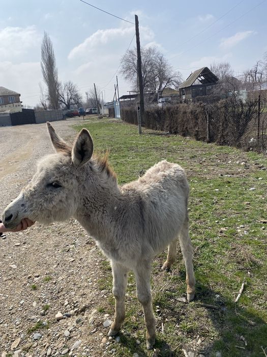 Қодық сатылады ұрғашы таразда тур