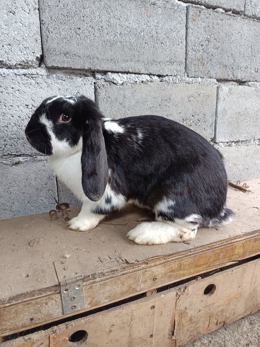 Iepure Berbec German