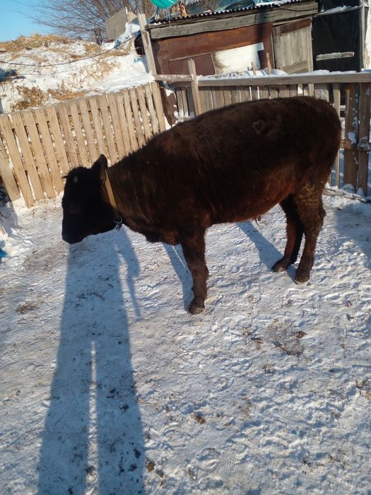 Продам бычка 2025 года