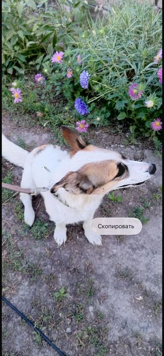 Отдам собаку в добрые руки