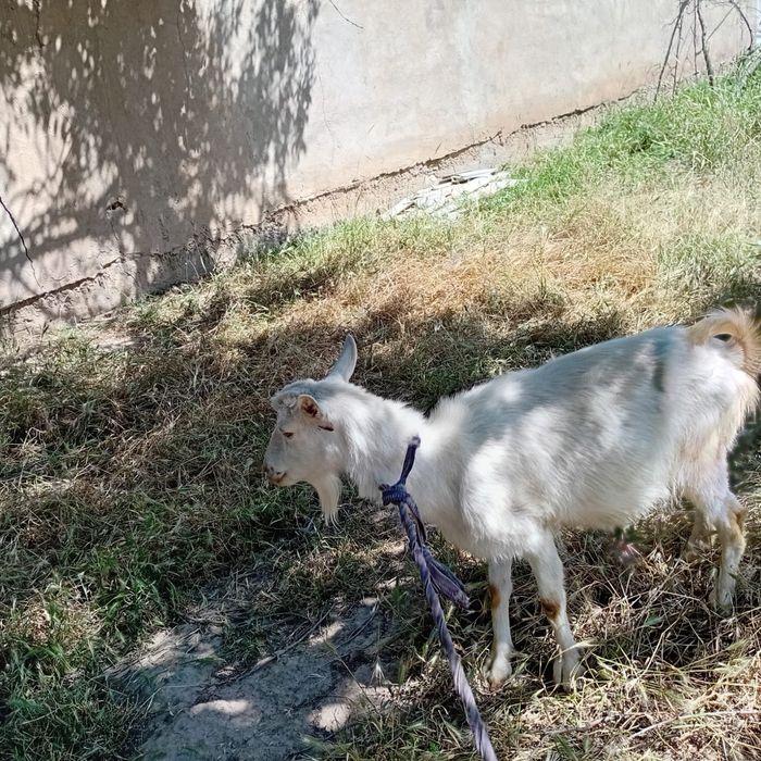 Козы праеться занен