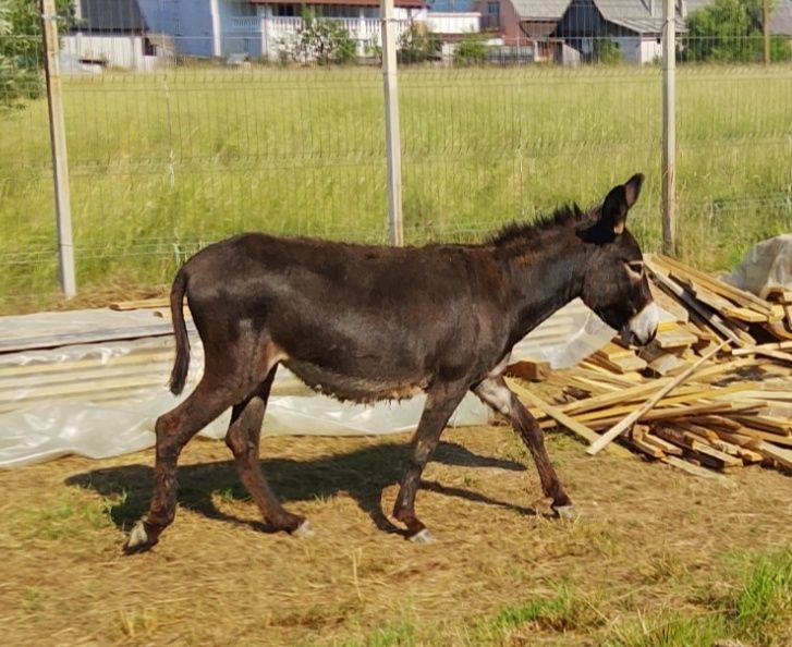 Măgăriță cu mânz gestanta