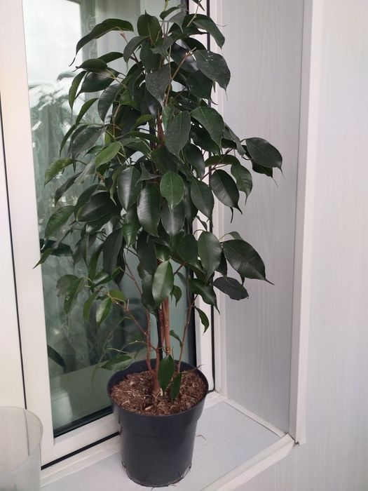 Продам  цветок Фикус бенджамина