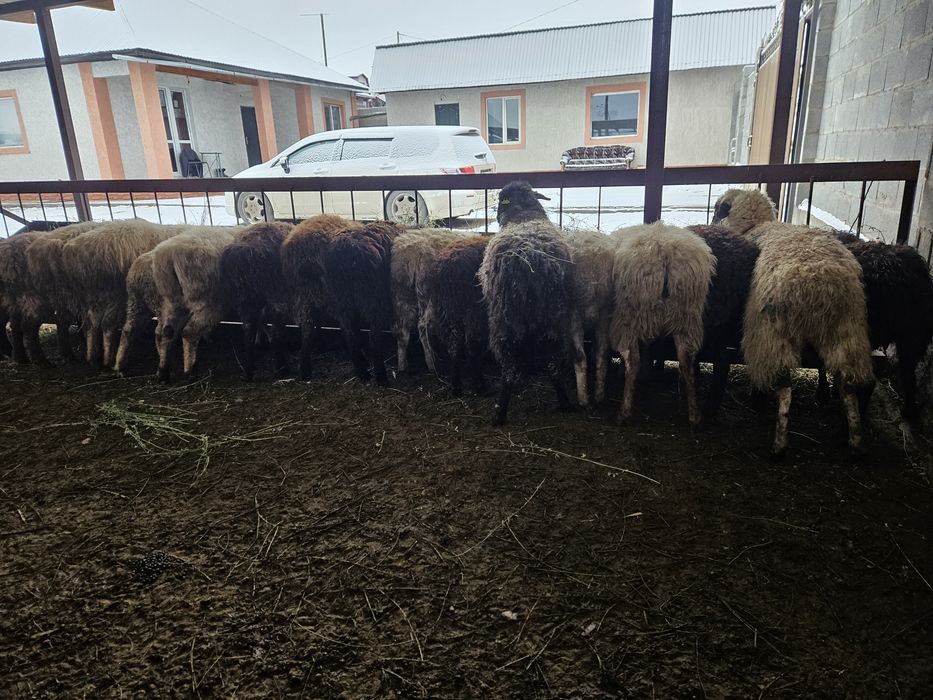 Семиз Бордакы Кой, Токтылар .