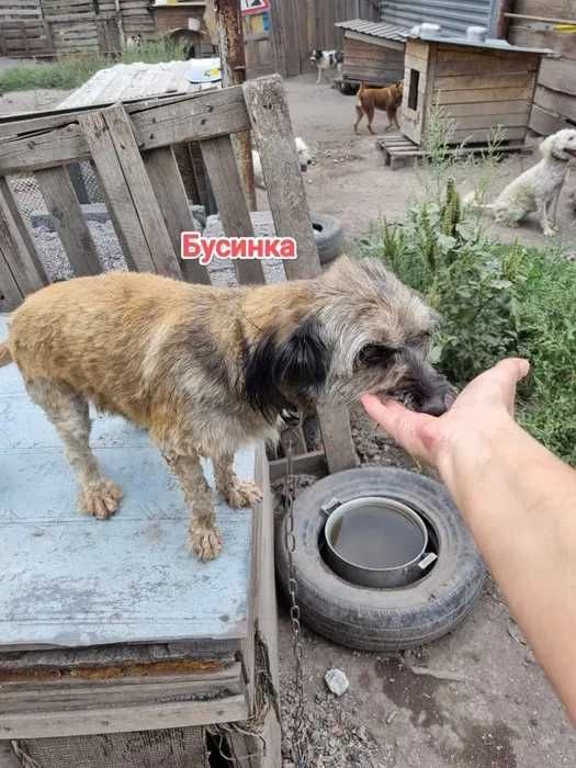 Дарю в добрые и ответственные руки