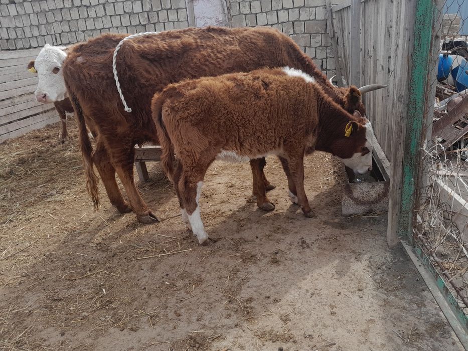 Буаз сиыр ұрғашы баспағымен