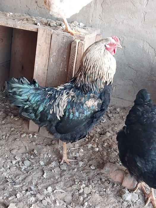 Әтештер сатылады