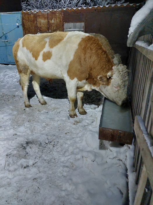 Продам быка производителя