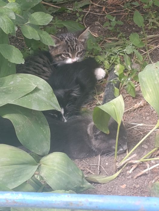 Отдам котят  2 месяца