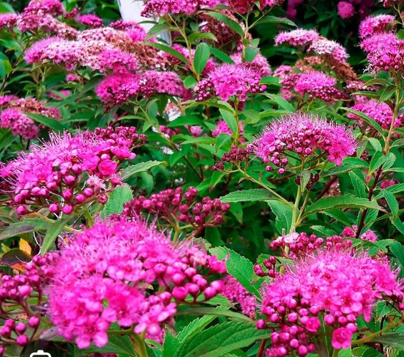 Спирея японская, макрофолия