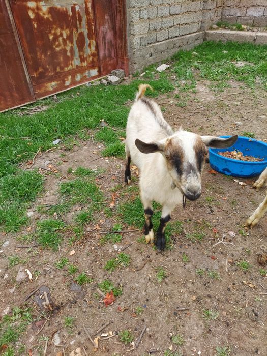 Такача сотилади Альпийский