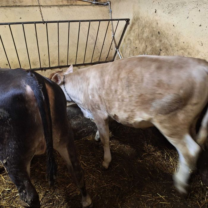 De vânzare viței de 300 kg