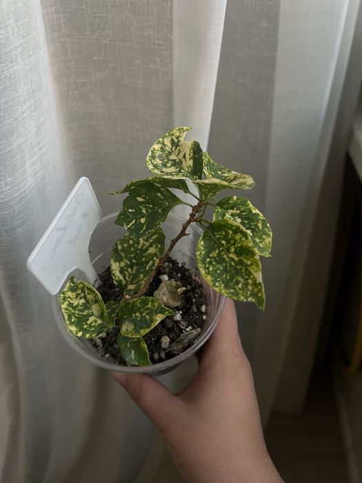 Бугенвиллия Golden Red