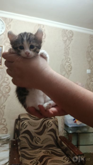 Продаем котят парода Американский керл