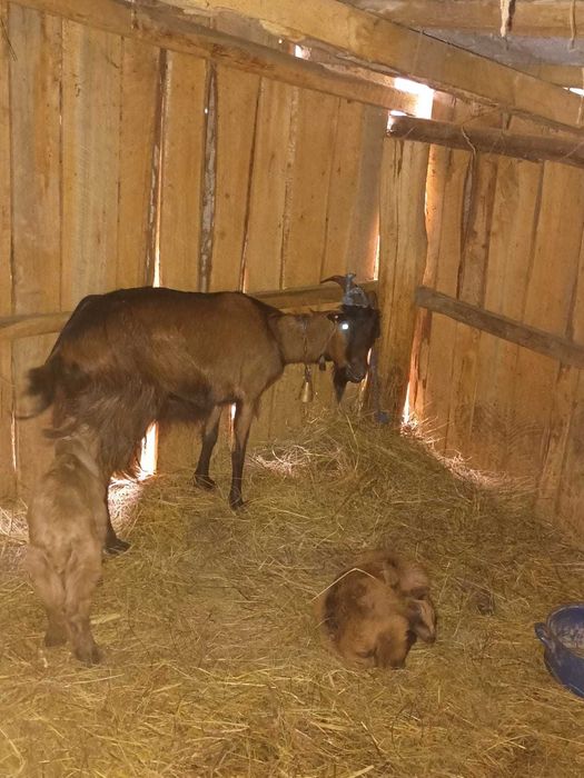 Capre de vânzare bune și de lapte