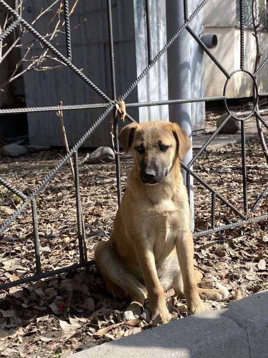 Щенок собака золотинка 3 мес