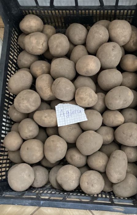 Картошка на посадку