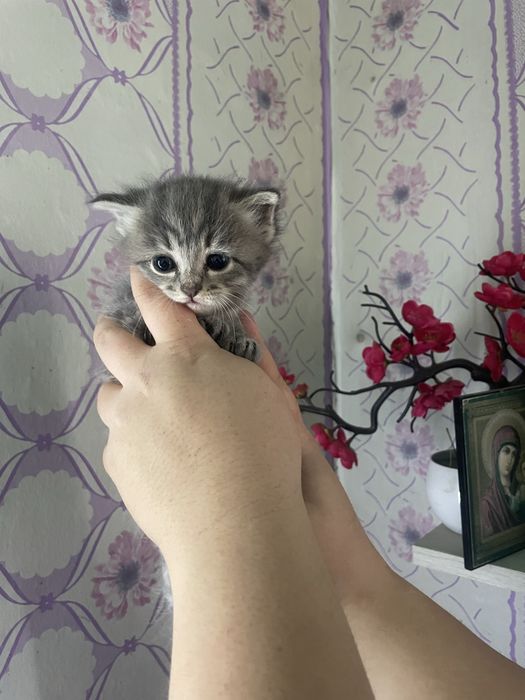 Продаются котята