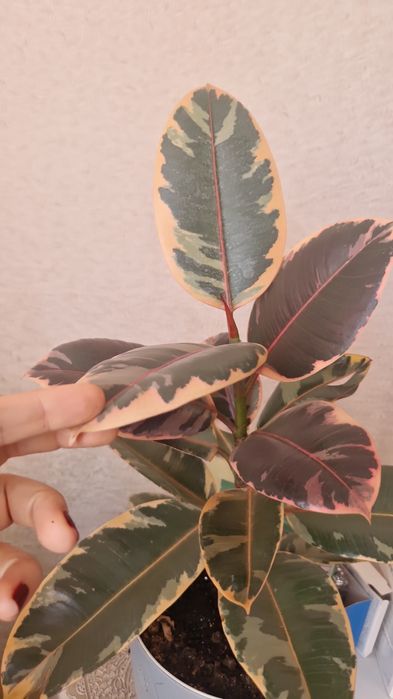 Фикус и другие цветы